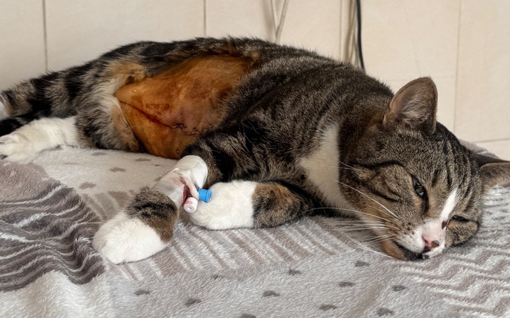 Chory kot po operacji, potrzebuje wsparcia.