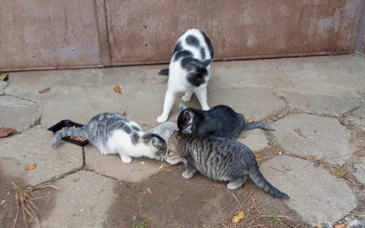 Cztery koty jedzące razem na zewnątrz.