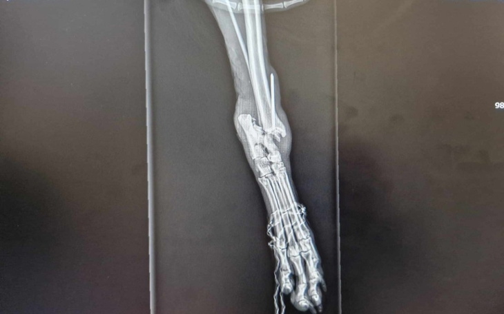 Zbiórka UwagaPomoc dla psa po wypadku - zdjęcie główne