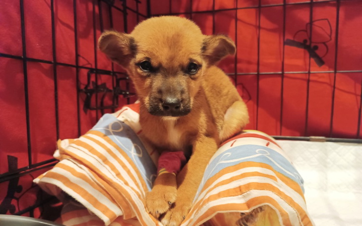 Zbiórka Bezpieczeństwo czy choroba - zdjęcie główne