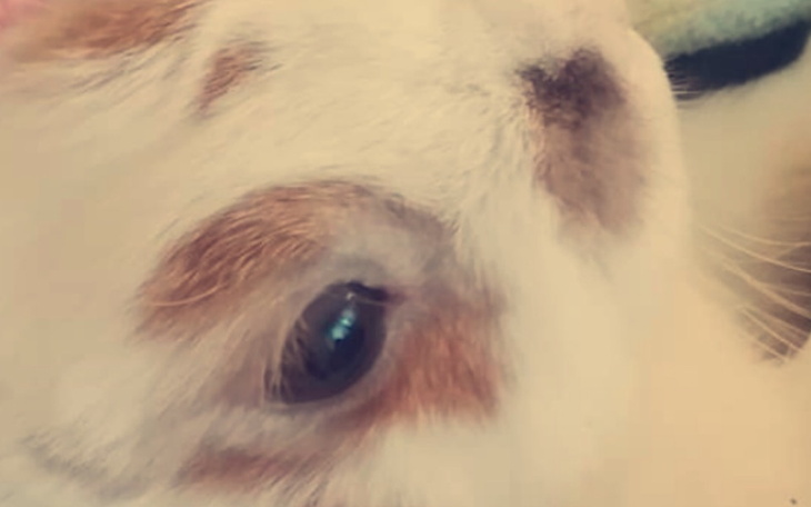 Zbiórka Lepsze życie Mirabelki - zdjęcie główne