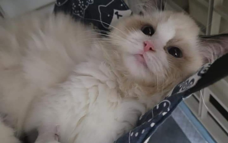 Zbiórka Zapalenie otrzewnej walka o Miki - zdjęcie główne