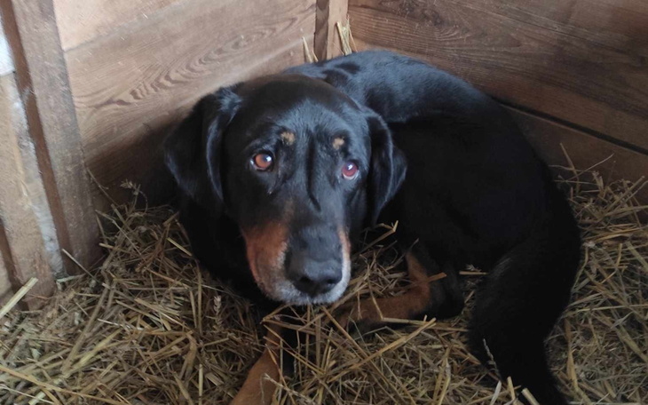 Czarny pies w drewnianej zagrodzie, wyglądający na zmartwionego.