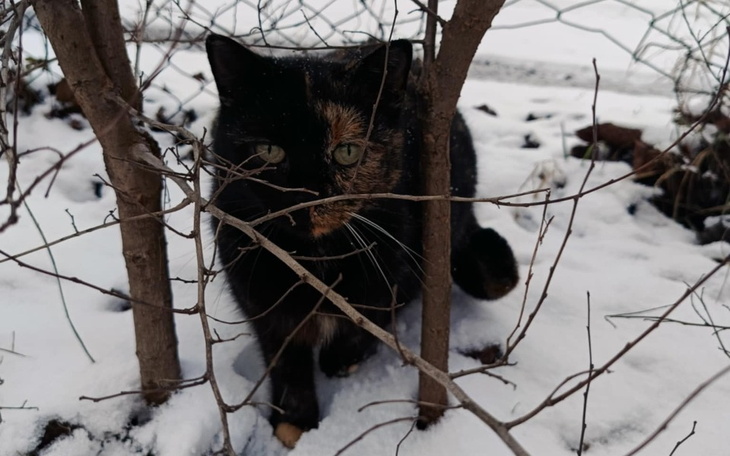 Kot w śniegu, schowany między gałęziami.