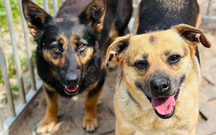 Dwa uśmiechnięte psy na tle ogrodzenia.