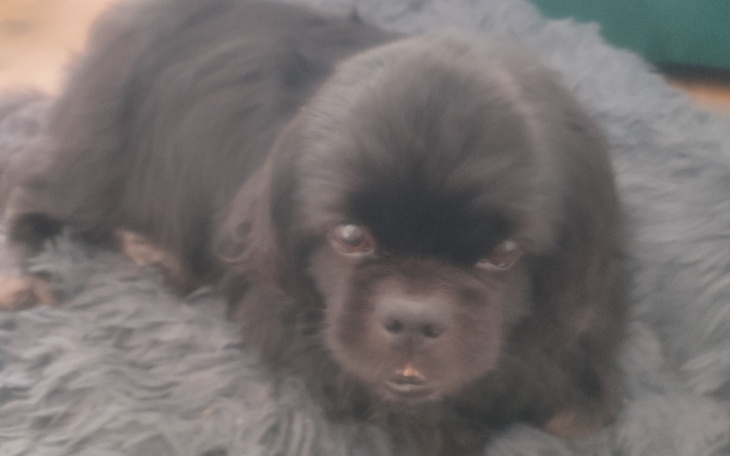 Zbiórka Ratunek dla Gucia - zdjęcie główne