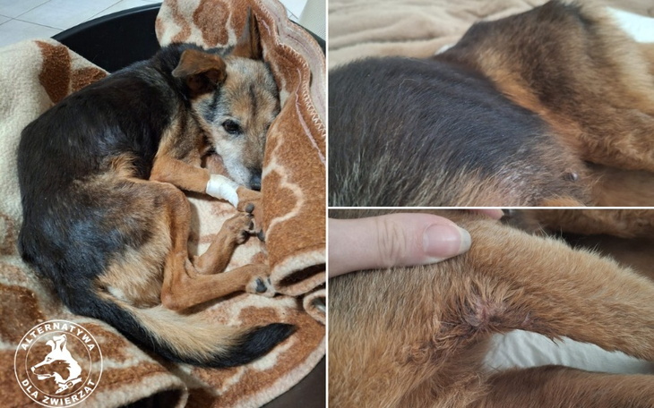 Zbiórka Franio wyrwany z objęć śmierci - zdjęcie główne