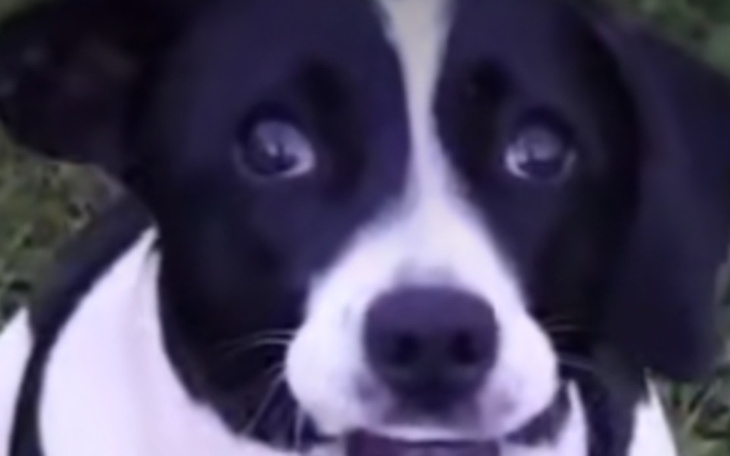 Zbiórka Pay pal - zdjęcie główne