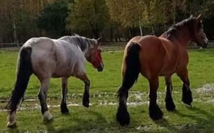 Zbiórka Każda grosz się liczy - zdjęcie główne