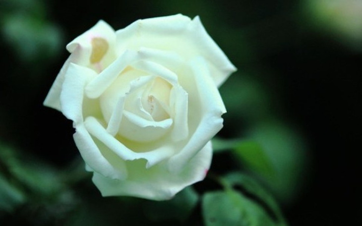 Zbiórka Fundusz Obrony Demokracji - zdjęcie główne