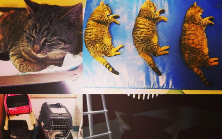 Zbiórka KASTRUJEMY kocią bezdomność - zdjęcie główne