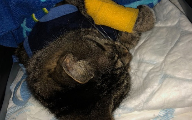 Zbiórka Kotek Cioci zbiera na zycie - zdjęcie główne