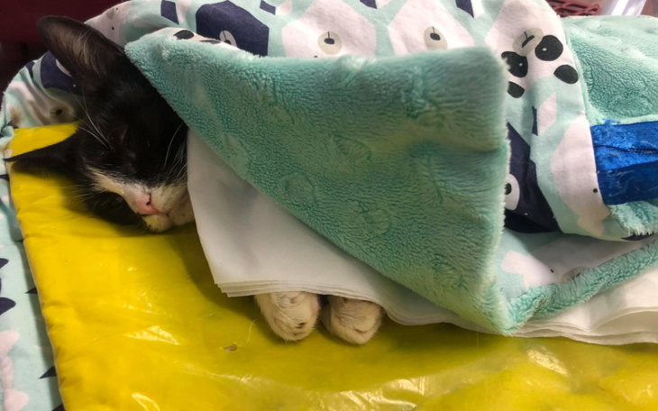 Zbiórka Alicja prosi o szanse na życie. - zdjęcie główne