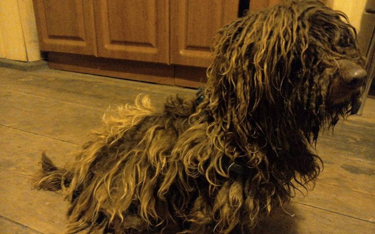 Zbiórka pomoc dla zabiedzonej suni - zdjęcie główne