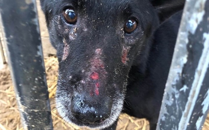 Zbiórka Pies się okalecza ZABIERZMY GO - zdjęcie główne