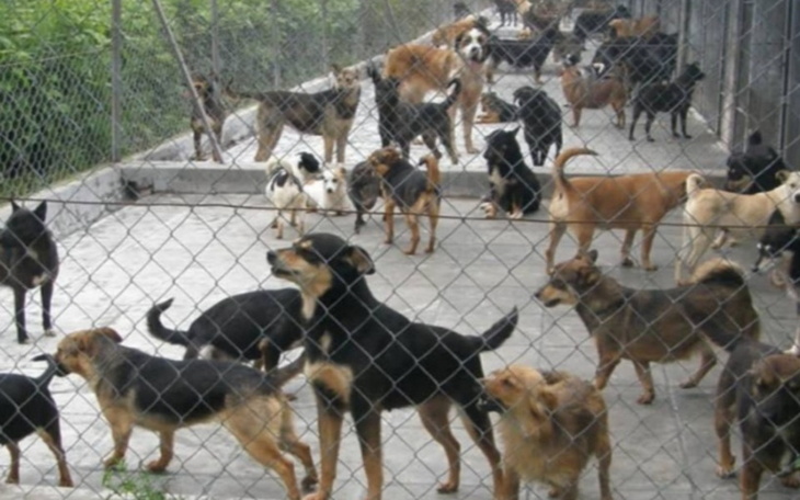 Zbiórka Z nutką na pieski - zdjęcie główne