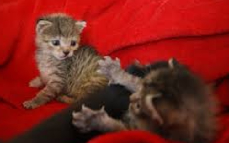 Zbiórka Pomoc kotkom - zdjęcie główne