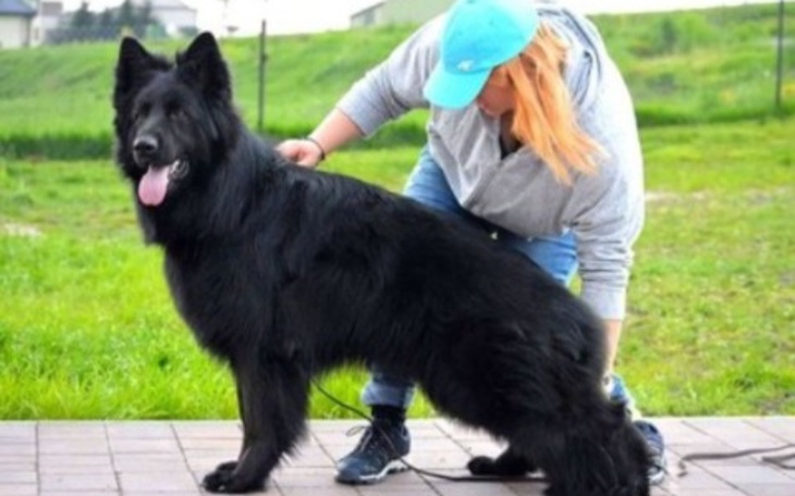 Zbiórka Na wymarzonego psa Aresa - zdjęcie główne