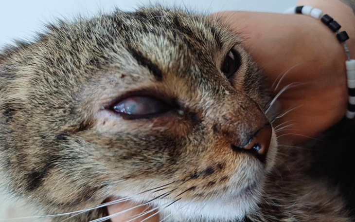 Zbiórka Operacja Teodora - zdjęcie główne