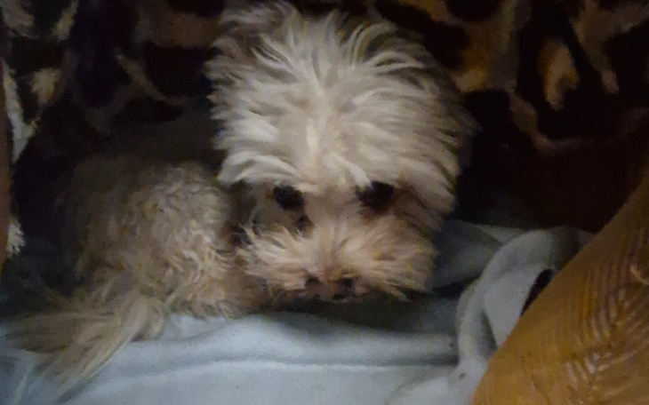 Mały piesek z puszystym futrem leży w ciepłym kocyku.