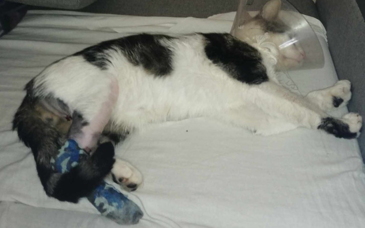 Zbiórka Zbiorka na leczenie Bakiego - zdjęcie główne