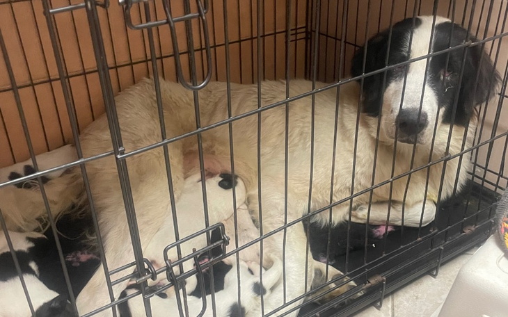 Matka z szczeniętami w klatce, szukająca nowego domu.
