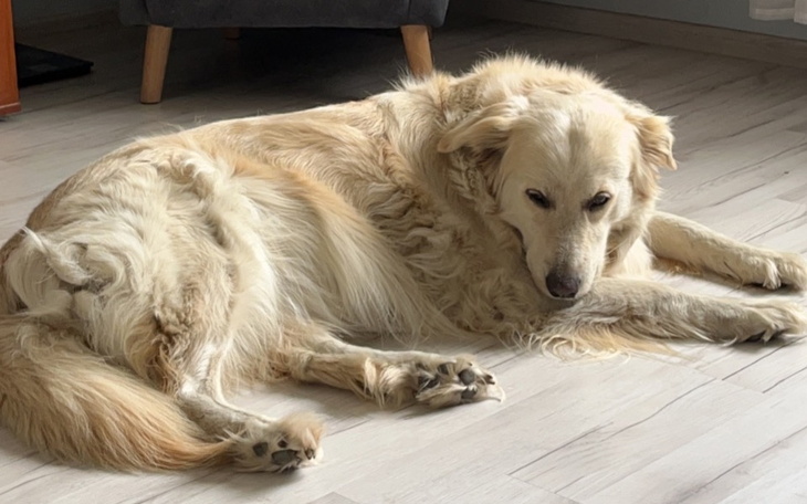 Złoty pies leżący na podłodze, wygląda na zamyślonego.