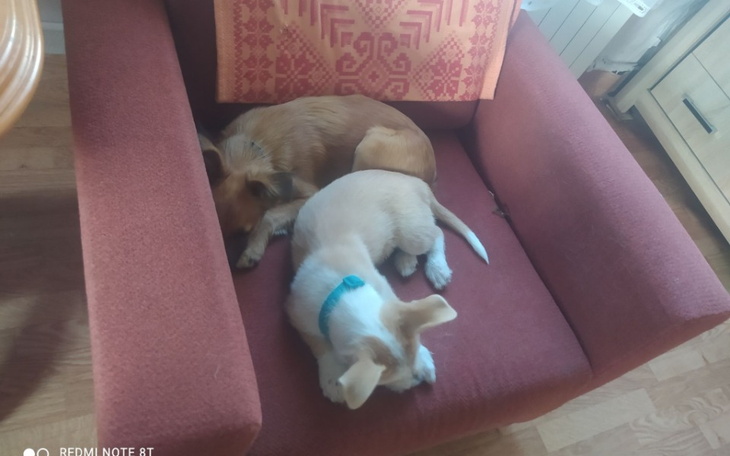 Zbiórka Transport dwóch psiaków - zdjęcie główne