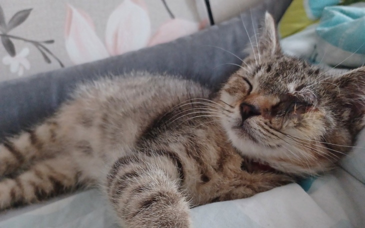 Zbiórka Spłata zadłużenia po enukleacji - zdjęcie główne