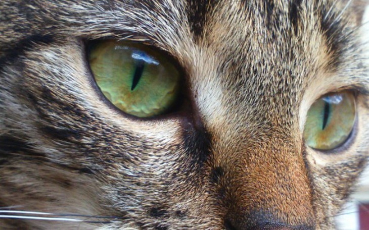 Zbiórka Sterylizacja kotów wolnozyjacych - zdjęcie główne