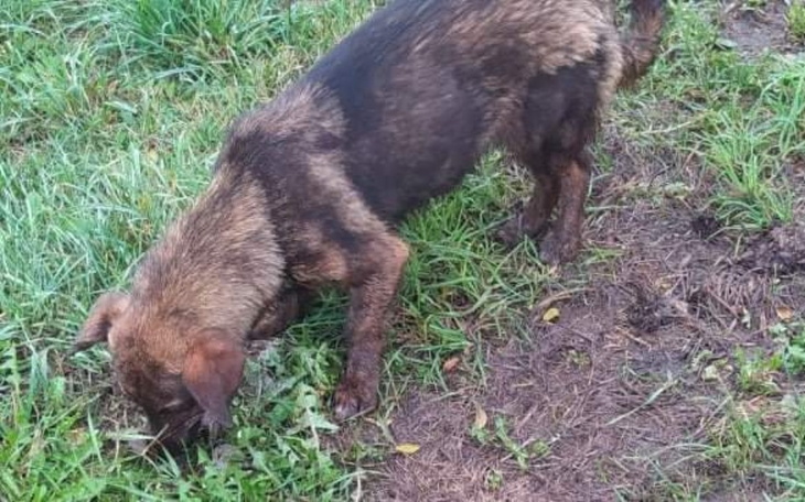 Zbiórka Wyrzucone jak śmieci. - zdjęcie główne