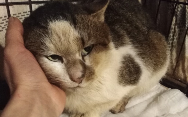 Zbiórka Grosik na opłaty i lepsze jutro - zdjęcie główne