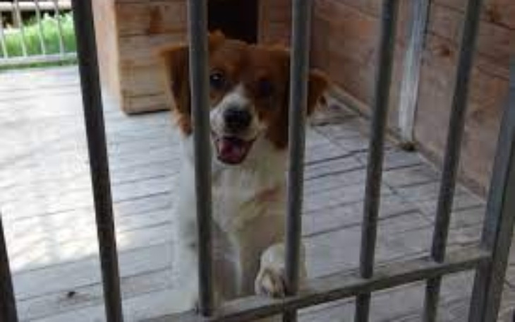 Zbiórka Potrzeby zwierząt ze schroniska - zdjęcie główne