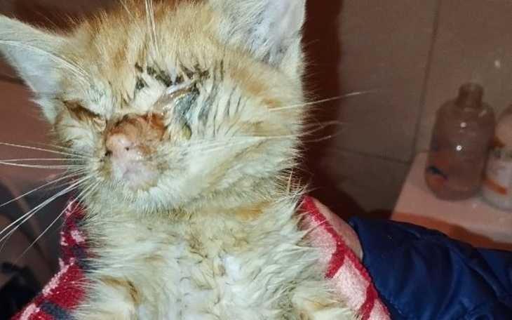 Zbiórka Glutek prosi o pomoc - zdjęcie główne