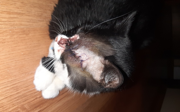 Zbiórka Pomóż tym, co głosu nie mają - zdjęcie główne