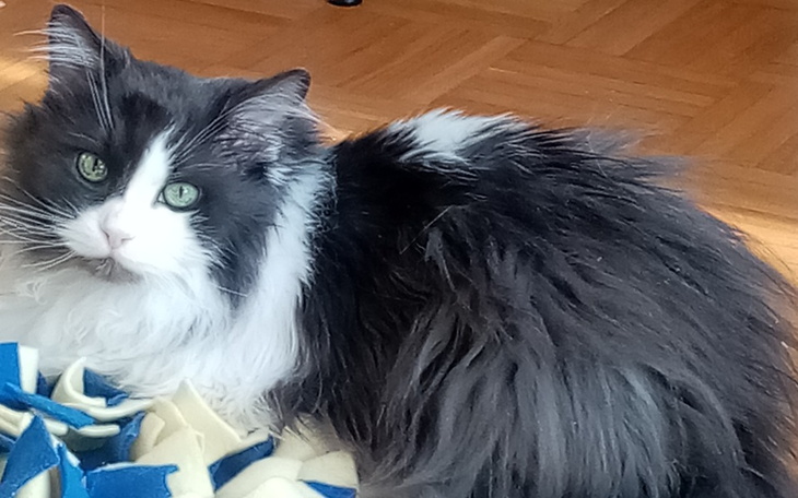 Czarny kot z białymi akcentami w domu.