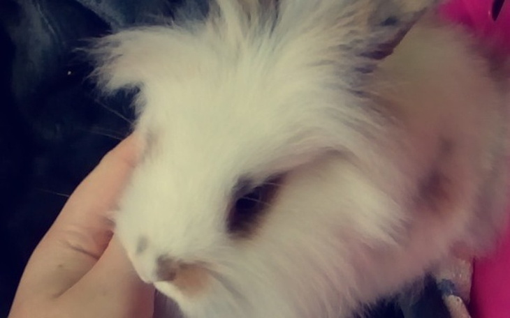 Zbiórka Zbieram na kastracje królika - zdjęcie główne