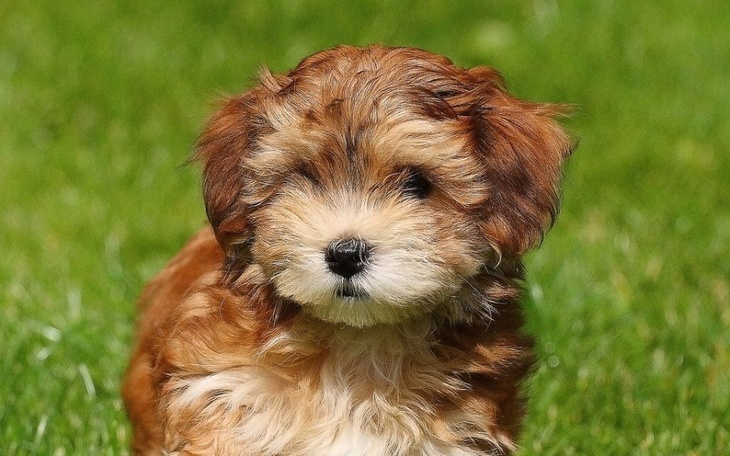 Zbiórka Na pieska Fidela - zdjęcie główne