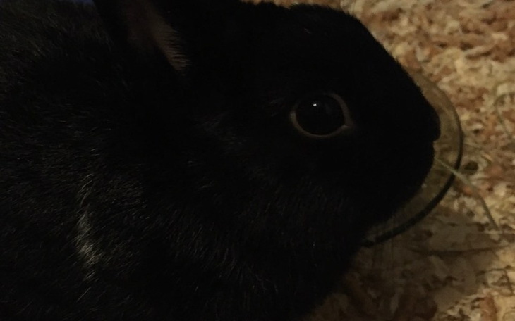 Zbiórka Zbiórka na leczenie wei - zdjęcie główne