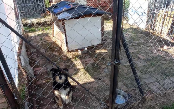 Pies w kojcu, czeka na nowy dom.