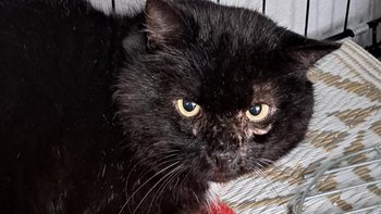 Zbiórka Pomóżmy Muminkowi! Leczenie i diagnostyka dla pieszczocha 🐾🖤 - miniaturka zdjęcia