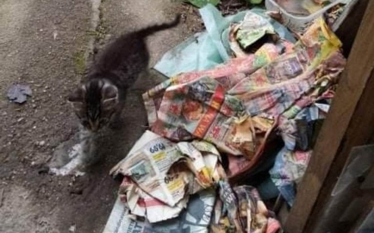 Zbiórka Karma dla bezdomniaków. - zdjęcie główne