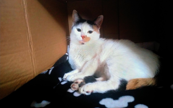 Zbiórka Chmura potrzebuje operacji - zdjęcie główne