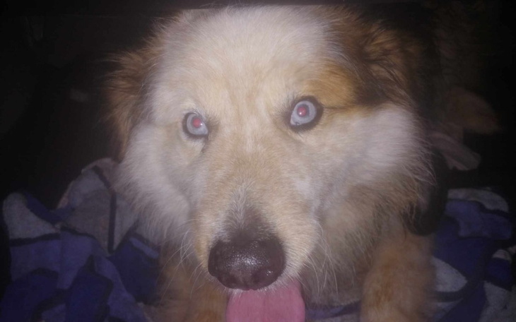 Zbiórka Kastracja,szczepienia,hotelik - zdjęcie główne