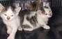 Zbiórka Ratujemy kocią tragedię - miniaturka zdjęcia