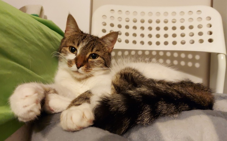 Zbiórka Mokka walczy o życie - zdjęcie główne