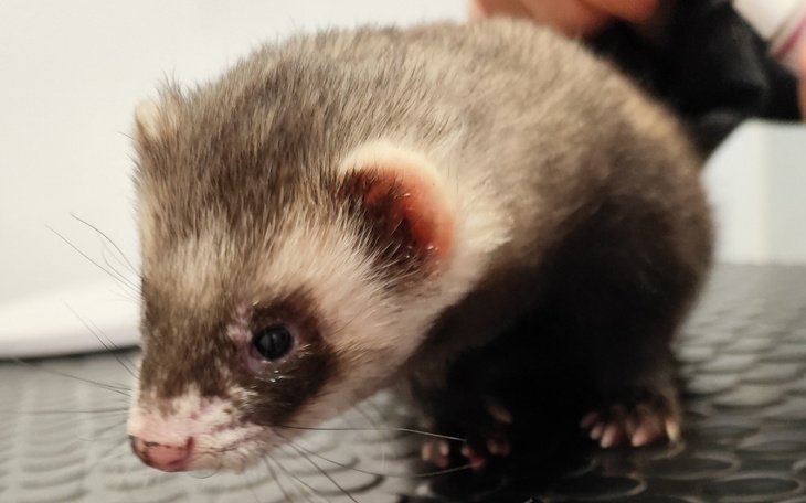 Fretka na czarnym tle, z bliska, z wyraźnymi detalami.