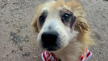 Zbiórka Leoś zasługuje na godną starość - miniaturka zdjęcia