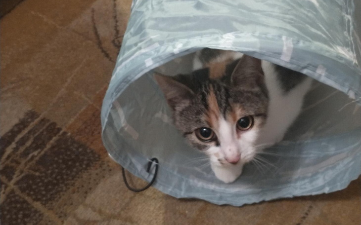 Zbiórka Drugie szczepienie Zumy - zdjęcie główne