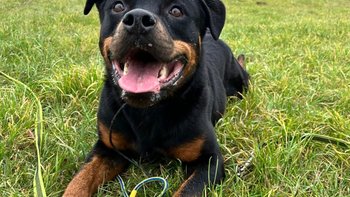 Zbiórka Na leczenie Hamera - miniaturka zdjęcia